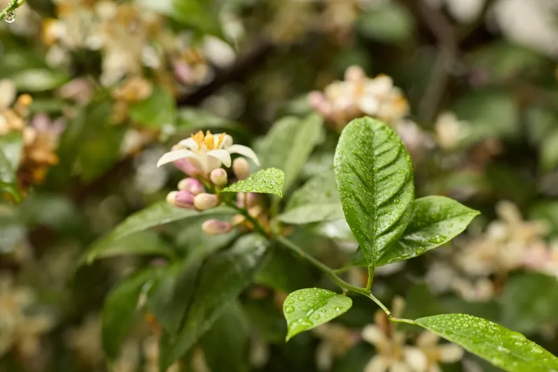 Close up of a flowering shrub with glossy green leaves and pale pink blossoms, captured in soft light to convey a peaceful, intimate garden mood and gentle natural beauty