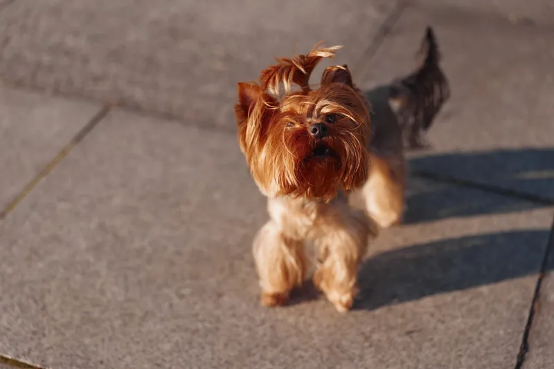 Small Yorkshire Terrier dog with silky fur walks on a paved surface outdoors in warm sunlight, showing alertness and lively expression.