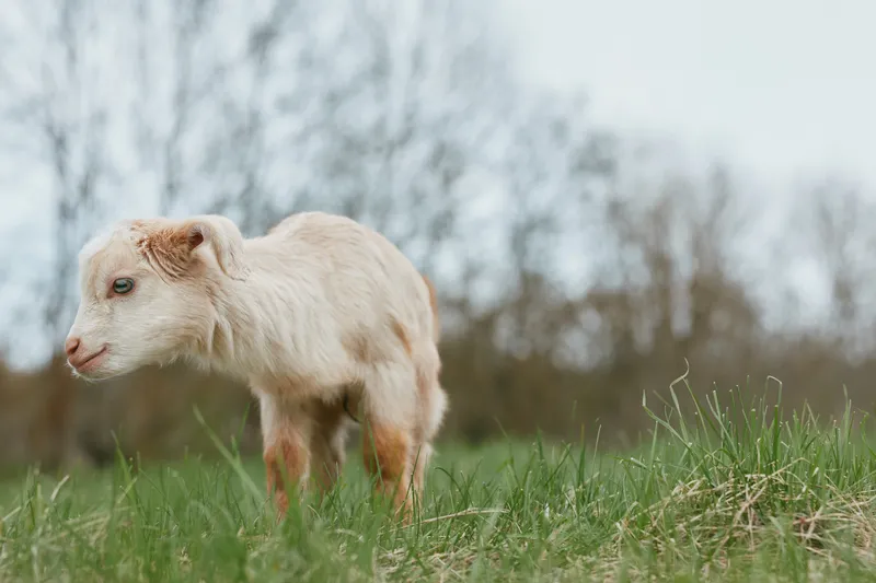 Playful goat kid stands in a green pasture, close up of a young animal, soft fur, curious gaze, natural outdoor setting, tranquil rural scene with trees, bright daylight, wholesome farm