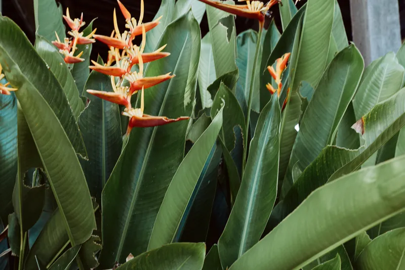 Closeup of tropical orange heliconia flowers with large green leaves in natural light showing exotic plant details and vibrant colors in outdoor garden environment.