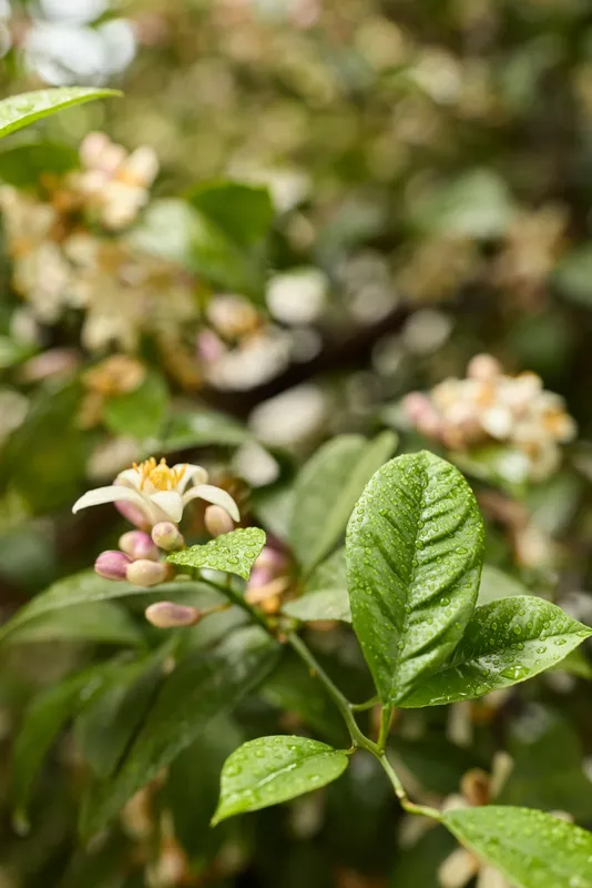 Close up of green leaves and soft pink blossoms in a sunlit garden, a calm natural moment of growth and renewal with a gentle breeze and vibrant colors