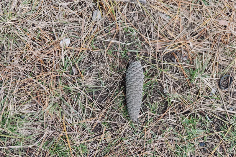 Pine cone resting on dry needles in a natural outdoor setting, close up view highlighting textured scales and earthy browns on the forest floor.