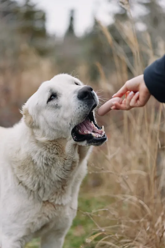 Dog, outdoor treat feeding in a field, hand offering snack to eager canine, closeup of mouth and smiling face amid grassy meadow and soft natural light, warm friendly moment