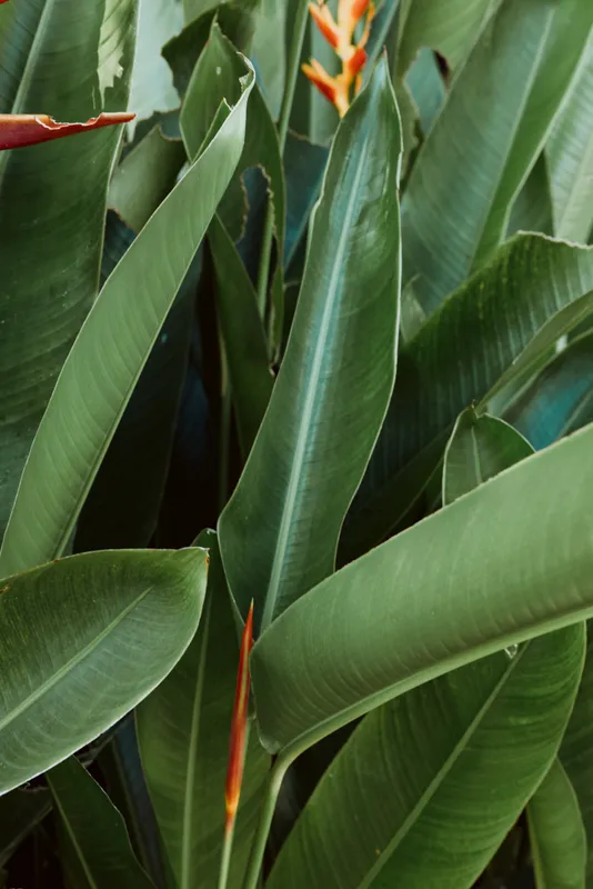 Close-up of lush tropical leaves with vibrant orange accents, capturing a calm nature inspired lifestyle scene for wellness interior greenery and outdoor mood in a single frame.