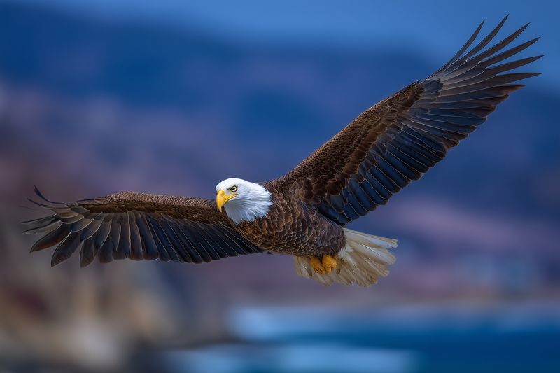 Majestic eagle in powerful mid-flight over coastal waters, wings fully extended, beak and talons visible, sunlight illuminating textured feathers and muscular form against a soft blue backdrop.