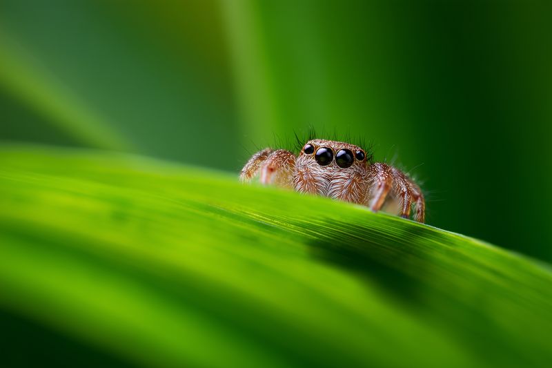 Macro close-up of a tiny jumping spider peeking over a vibrant green leaf, highlighting its large eyes, fuzzy body and natural camouflage with soft bokeh and morning light.