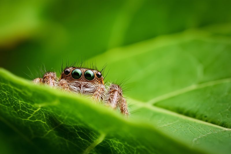 Closeup macro of a small jumping spider peeking over a vibrant green leaf, showcasing detailed eyes and hairy body in natural soft light with shallow depth of field.