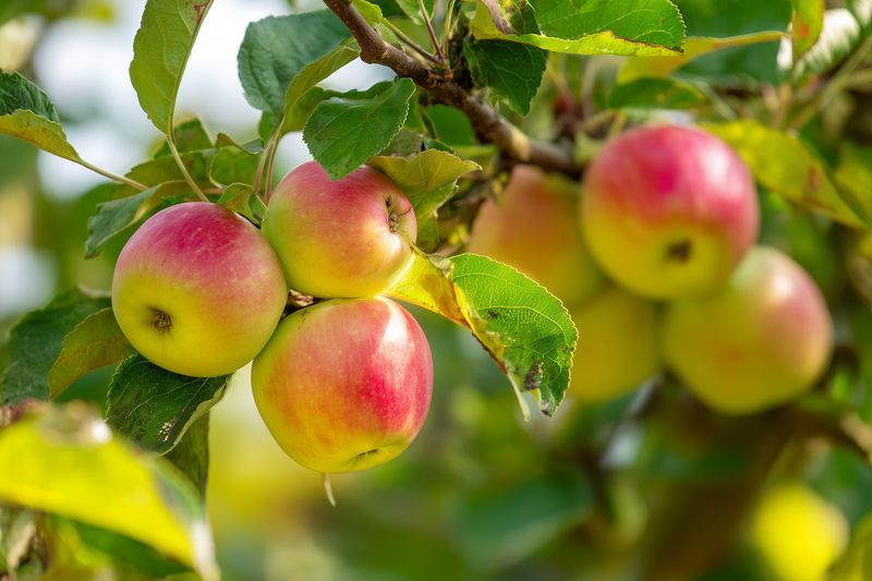 Ripe apples hanging on a leafy tree branch in an orchard, glowing in warm sunlight with morning dew, showcasing fresh fruit and vibrant green foliage in a close-up view.