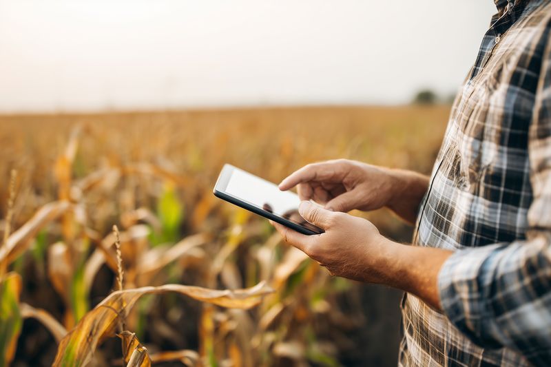 A farmer uses a digital tablet to inspect crop information while standing in a mature cornfield at golden hour, demonstrating modern agriculture, precision farming and field monitoring practices.