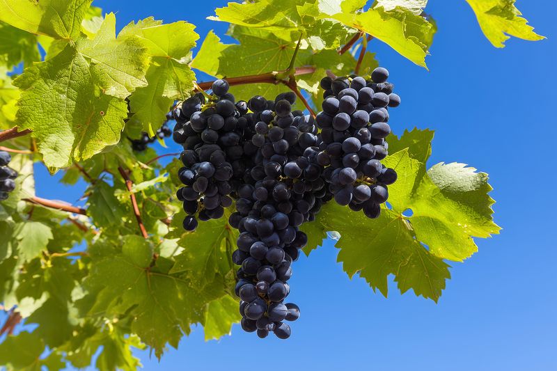 Ripe dark grapes hanging in a dense cluster on a sunlit vine with vibrant green leaves against a clear blue sky, highlighting texture, freshness and natural vineyard summer atmosphere.