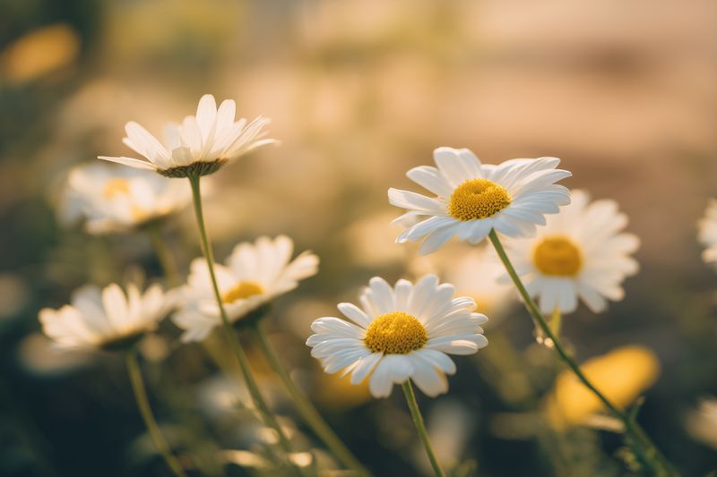 Close-up of white daisies in golden sunlight, soft focus background creating a warm, dreamy meadow scene with delicate petals and bright yellow centers in late afternoon glow.
