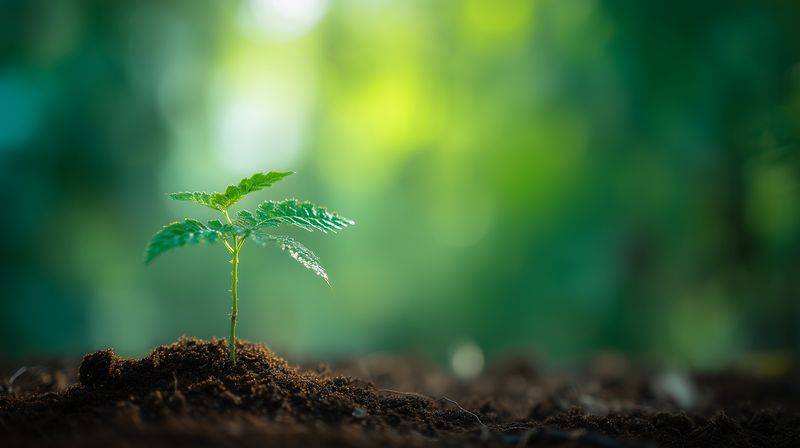 A young green seedling emerging from rich dark soil with soft bokeh background, symbolizing new life, growth, renewal, sustainability and hope in nature, captured in vibrant close-up.