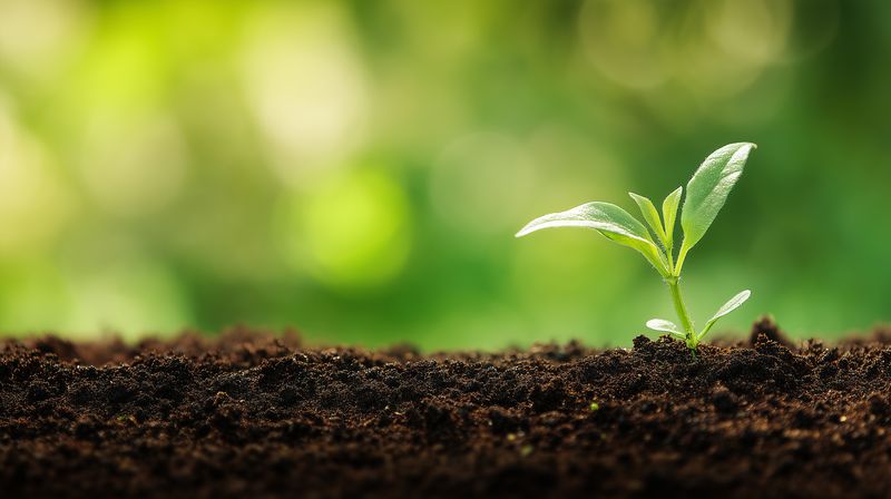 Close-up of a young green seedling emerging from rich soil, symbolizing growth, renewal, and sustainable agriculture. Soft sunlight highlights fresh leaves against a blurred background.
