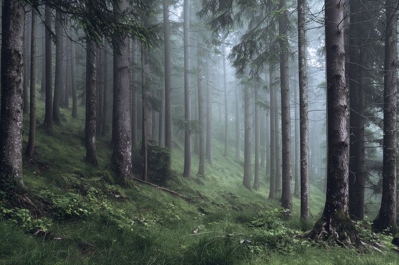 Misty conifer forest with tall spruce and pine trees, soft mossy floor and filtered light creating an atmospheric, tranquil woodland scene shrouded in fog, damp undergrowth and calm solitude.