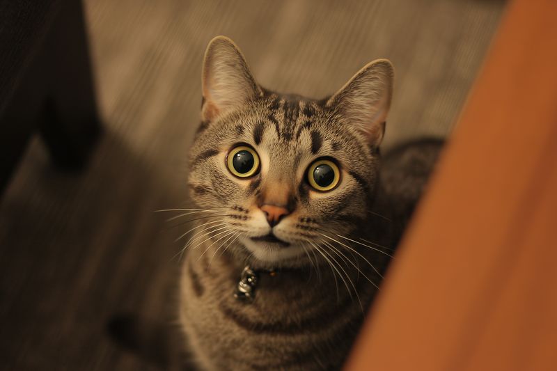 Close-up portrait of a curious tabby cat with wide expressive eyes and a bell collar, sitting indoors under warm soft lighting, showing attentive and adorable domestic feline charm.