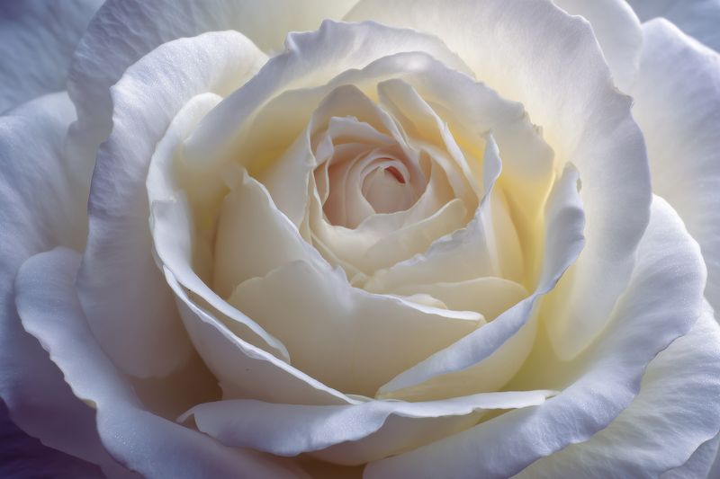 Close-up macro photograph of a delicate white rose bloom with soft layered petals, subtle cream tones and gentle natural lighting highlighting texture and romantic floral details.