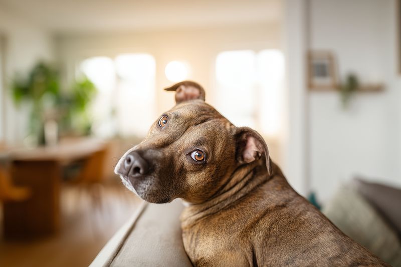 Portrait of a brown dog resting on a sofa in a bright living room, looking back with expressive eyes, soft natural light highlighting its short coat and relaxed pose.