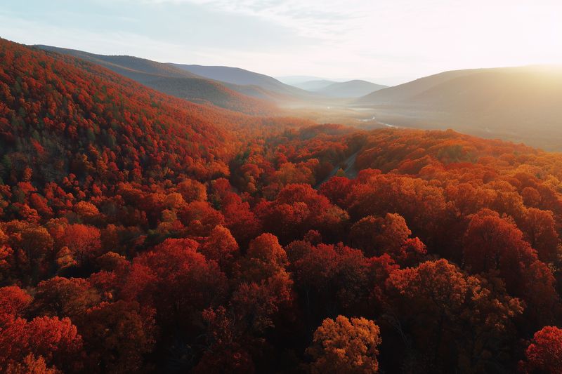 Aerial view of a vast autumn forest with fiery red and orange foliage stretching across rolling hills, bathed in golden sunrise light and soft morning mist in a tranquil landscape.
