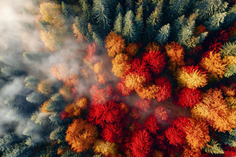 Aerial view of a dense autumn forest with vivid red, orange and yellow foliage contrasting with evergreen trees, partially shrouded in low mist creating a moody seasonal atmosphere.