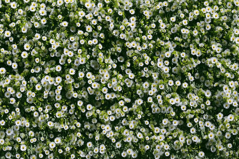 Top view of a dense field of small white daisies with yellow centers and lush green foliage, creating a natural floral carpet pattern ideal for spring and nature concepts.
