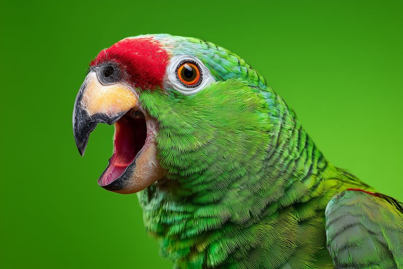 Close-up portrait of a vibrant green parrot with a red forehead and open beak mid-screech, showcasing textured feathers, bright orange eye and sharp detail on a soft green backdrop.