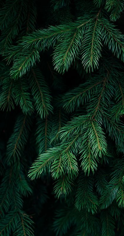 Close-up of fresh green spruce branches with detailed conifer needles, showcasing rich texture and natural evergreen foliage in a moody dark background for nature use.