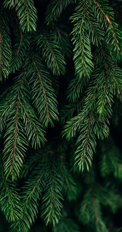 Close-up of lush green evergreen branches with dense needle foliage showing detailed texture and natural pattern. Moody lighting emphasizes depth and rich botanical tones.