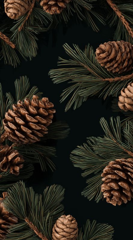 Close-up composition of natural pine cones and evergreen branches arranged on a deep black background, creating a rustic seasonal still life with textured needles and woody cones.
