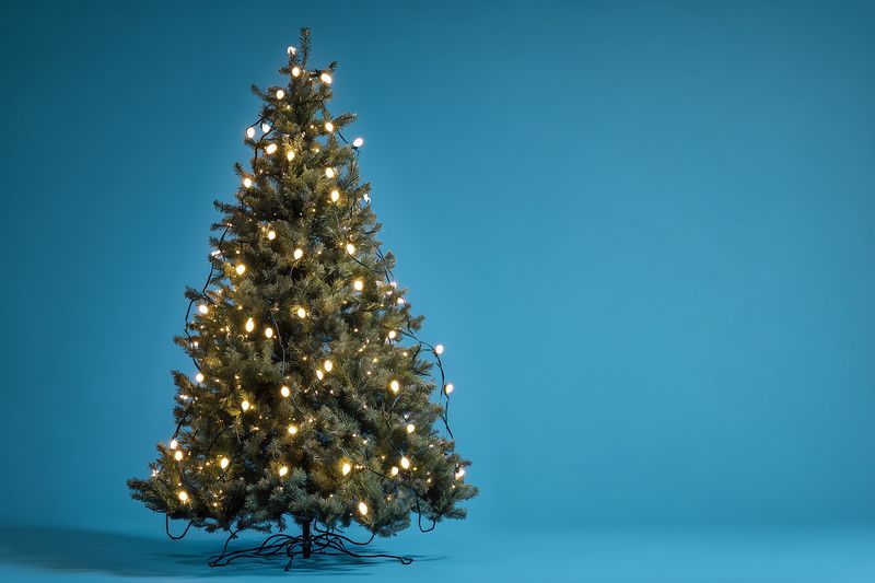 A decorated evergreen tree with warm string lights against a seamless blue backdrop. Festive studio composition with glowing bulbs and minimalist holiday mood for seasonal projects.