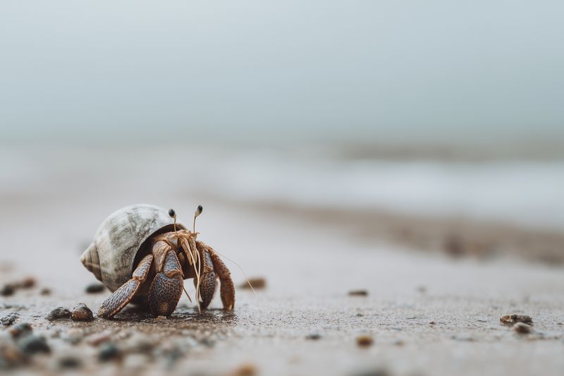Close-up of a hermit crab on a sandy beach, displaying its textured shell and delicate legs with soft background bokeh, capturing coastal wildlife and serene seaside atmosphere.