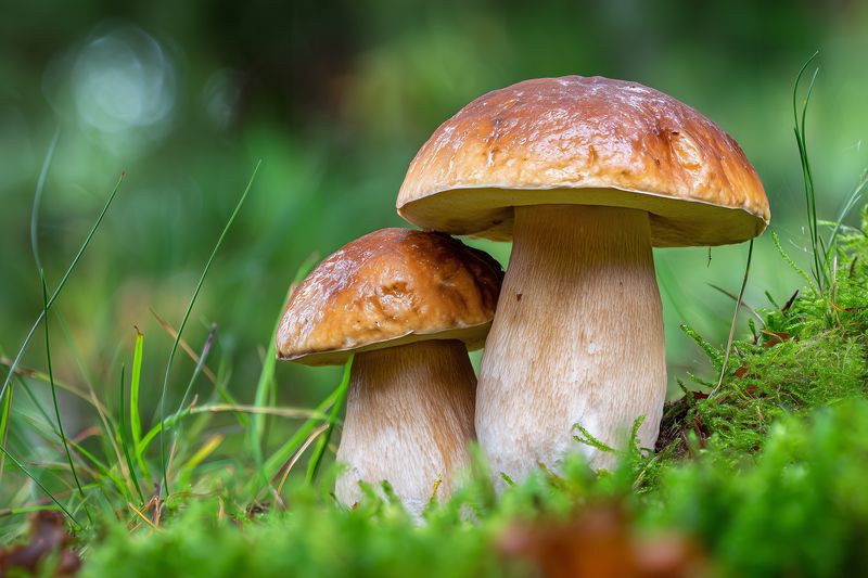 Close-up of two wild porcini mushrooms growing on a damp green mossy forest floor, showcasing textured brown caps and sturdy stems with soft natural light and shallow depth.