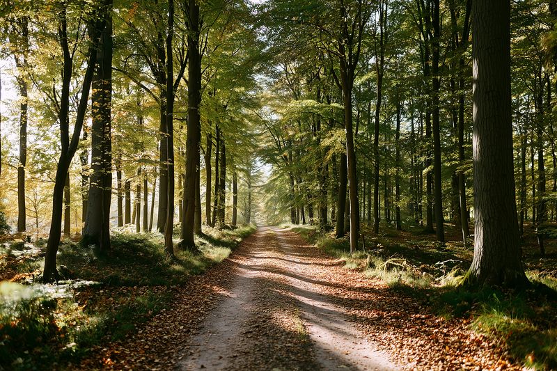Sunlit forest trail winding through tall deciduous trees with autumn leaves on the ground, dappled light filtering through the canopy creating a peaceful natural pathway scene.