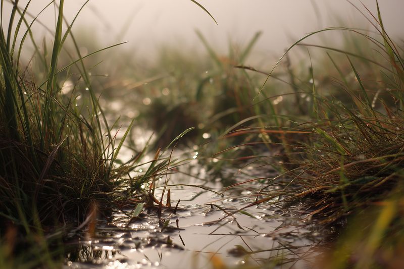 Close-up of dew-covered marsh grass over shallow water in a misty wetland, soft light reflecting on droplets and wet soil, creating a tranquil natural early morning atmosphere.