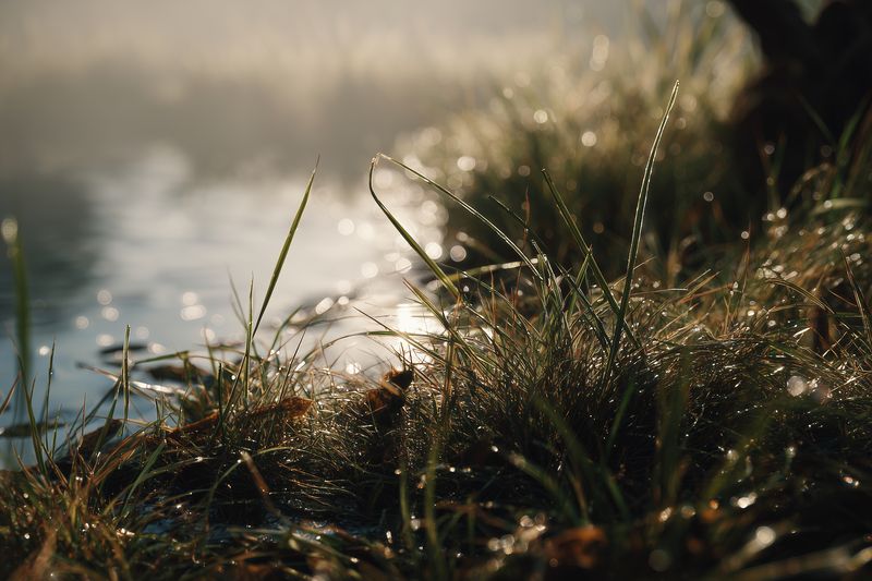 Close-up of dew-covered grass along a calm shoreline at dawn, soft golden light illuminating wet blades and creating sparkling bokeh highlights on the water and background.