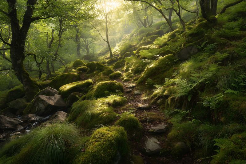 Moss-covered forest path winding through ancient trees, dappled sunlight filtering through leaves, soft mist and lush green groundcover, a tranquil mystical woodland atmosphere.