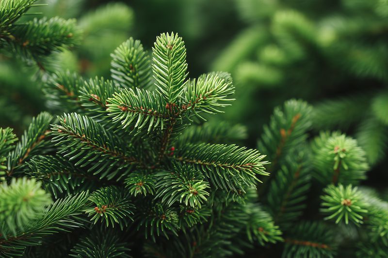 fir evergreen spruce pine needles branch conifer green close up of fresh fir branches with dense needles natural texture and foliage for seasonal background