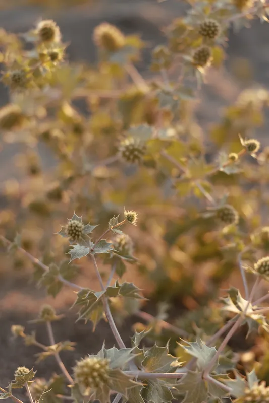 Wild prickly plant grows on a sandy beach during sunset, captured in soft golden light. The natural botanical detail highlights the raw beauty of coastal flora.