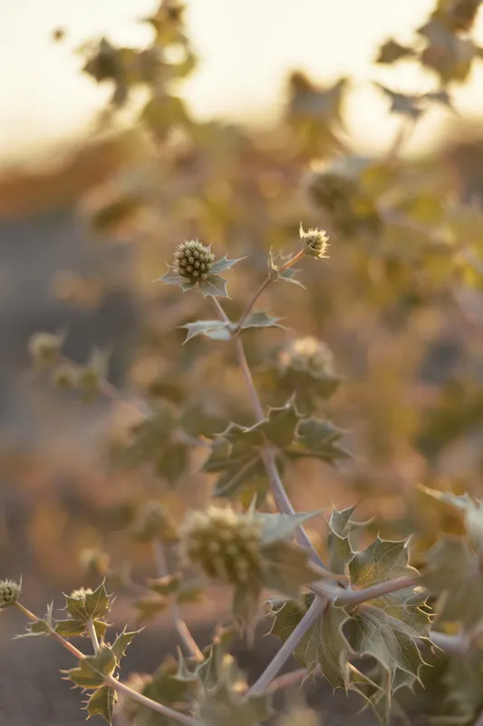 Golden prickly eryngo flowers bloom in warm sunset light outdoors, creating a soft focus botanical scene that evokes a peaceful natural atmosphere for summer season interior design projects.