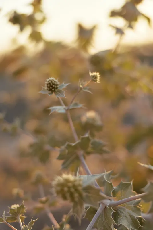 Close up of prickly eryngium flowers glowing in warm sunset light in a field. This floral image captures natural beauty and botanical texture for seasonal nature and outdoor garden design themes.