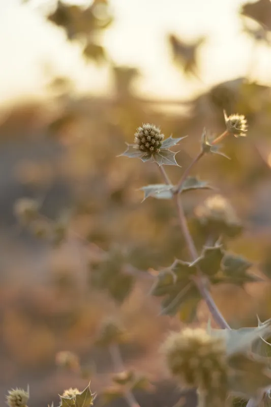 Wild thistle flowers in soft sunset light. Vertical nature macro shot, aesthetic plant, botanical background, warm lifestyle atmosphere, organic rural summer meadow.